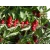 Wiśnia karłowa Prunus fruticosa 'Nefris'