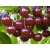 Wiśnia karłowa Prunus fruticosa 'Panda'