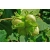 Orzech laskowy Corylus avellana 'Syrena'