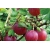 Agrest na pniu Ribes uva- crispa 'Hinnomaki Rot' czerwony