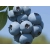 Borówka amerykańska Vaccinium corymbasum 'Bluejay'