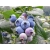 Borówka amerykańska Vaccinium corymbasa 'Bonus'