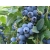 Borówka amerykańska Vaccinium corymbasa 'Elizabeth'