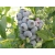 Borówka amerykańska Vaccinium corymbasa 'Sunrise'