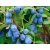 Jagoda kamczacka Lonicera caerulea var. kamtschatica 'Singalska'