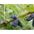 Jagoda kamczacka Lonicera caerulea var. kamtschatica 'Zielona'