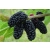Morwa Morus nigra 'Nigra'