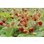 Poziomka Fragaria ‘Regina’