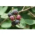 Świdośliwa Amelanchier ‘Pembina’