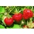 Truskawka Fragaria ananasa ‘Honeyone’