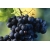 Winorośl, winogron Vitis ‘Agat Doński’
