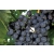 Winorośl, winogron Vitis 'Awood'