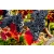 Winorośl, winogron Vitis "Regent"