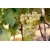 Winorośl, winogron Vitis "Seneca Biały"