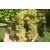 Winorośl, winogron Vitis 'Bianca'