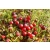 Żurawina Vaccinium "Early Black"