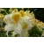 Azalia wielkokwiatowa "Schneegold"