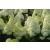 Hortensja bukietowa Hydrangea panikulata "Biała Stożek" XXL Donica 5 L