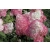 Hortensja bukietowa ' Hydrangea panikulata "Różowa Stożek"