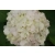 Hortensja ogrodowa ' Hydrangea macrophylla "Biała Kule"
