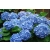 Hortensja 'Hydrangea macrophylla "Niebieska Kule"