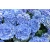 Hortensja 'Hydrangea macrophylla 