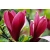 Magnolia "Czerwona"