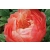 Piwonia Paeonia "Brzoskwiniowa"