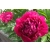 Piwonia Paeonia "Czerwona Krwista"