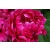 Piwonia Paeonia "Czerwona Półpełna"