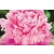 Piwonia Paeonia "Różowa Jasna"