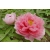 Piwonia Paeonia "Różowa Półpełna"
