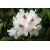 Różanecznik, Rhododendron "Biały"