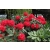 Różanecznik, Rhododendron "Krwisty"