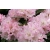 Różanecznik, Rhododendron "Łososiowy"