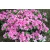Azalia japońska japonicum "Kermasina Rose"