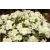 Azalia japońska japonicum 