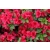 Azalia japońska japonicum "Toreador Czerwona"