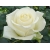 Róża wielkokwiatowa Rosa "Biała"