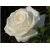 Róża wielkokwiatowa Rosa "Biała Szlachetna"