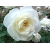 Róża wielkokwiatowa Rosa "Biała z Kremem"