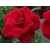 Róża wielkokwiatowa Rosa "Bordowo- czarna"