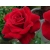 Róża wielkokwiatowa Rosa "Bordowo- czarna"