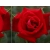 Róża wielkokwiatowa Rosa "Bordowa"