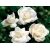 Róża rabatowa Rosa multiflora "Biała"