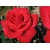 Róża rabatowa Rosa multiflora "Czerwona"