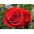Róża wielkokwiatowa Rosa "Czerwona na Kwiat"