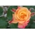 Róża wielkokwiatowa Rosa multiflora "Pomarańczowa"