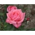 Róża wielkokwiatowa Rosa "Różowa Aksamitna"