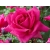 Róża wielkokwiatowa Rosa "Różowa"